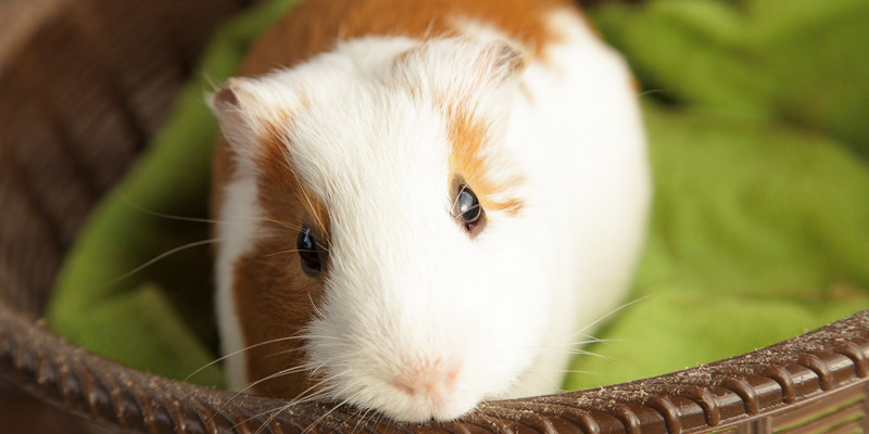 モルモットについて