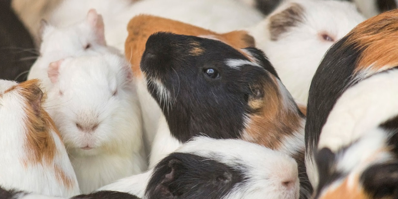 モルモットの住まい