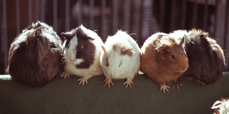 モルモットの食事