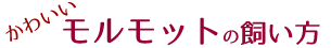 モルモットの飼い方~初めて飼うモルモット~